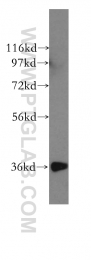 15775-1-AP - HTRA2 / PRSS25