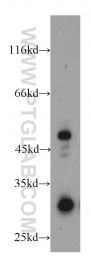 18229-1-AP - HUS1B