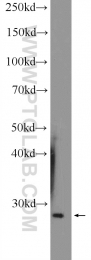14162-1-AP - HVCN1 / VSOP