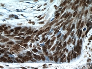 17168-1-AP - Histone H3.2