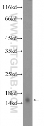 17168-1-AP - Histone H3.2