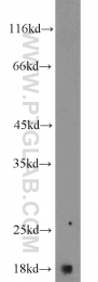 17168-1-AP - Histone H3.2