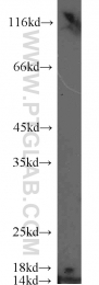 17168-1-AP - Histone H3.2