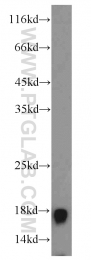 17168-1-AP - Histone H3.2
