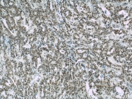 11910-1-AP - ELAVL1 / HUR