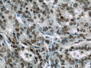 11910-1-AP - ELAVL1 / HUR
