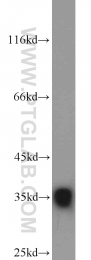 11910-1-AP - ELAVL1 / HUR