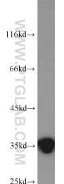 11910-1-AP - ELAVL1 / HUR