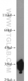 11910-1-AP - ELAVL1 / HUR