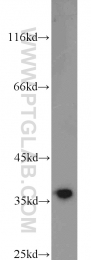 11910-1-AP - ELAVL1 / HUR