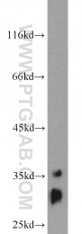 11910-1-AP - ELAVL1 / HUR