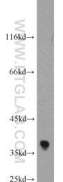 11910-1-AP - ELAVL1 / HUR