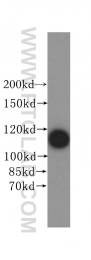 17170-1-AP - Isoleucyl-tRNA synthetase / IARS2
