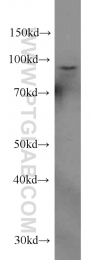 10831-1-AP - CD54 / ICAM1