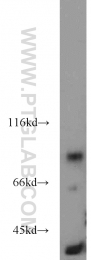 10831-1-AP - CD54 / ICAM1
