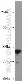 10831-1-AP - CD54 / ICAM1