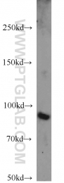 10831-1-AP - CD54 / ICAM1