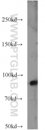10831-1-AP - CD54 / ICAM1