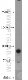 10831-1-AP - CD54 / ICAM1
