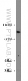 10831-1-AP - CD54 / ICAM1