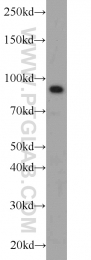 10831-1-AP - CD54 / ICAM1