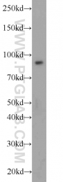 10831-1-AP - CD54 / ICAM1