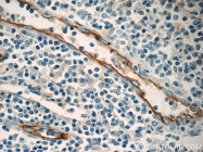 60299-1-Ig - CD54 / ICAM1