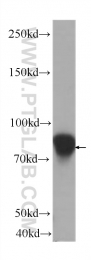 60299-1-Ig - CD54 / ICAM1