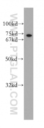 13611-1-AP - ICK / MRK