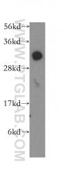 51001-2-AP - ICMT / PCCMT