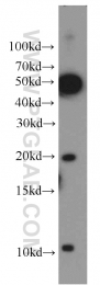 18475-1-AP - ID1 / BHLHB24