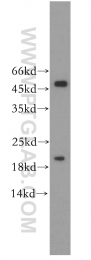 18475-1-AP - ID1 / BHLHB24