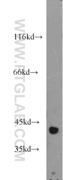 15909-1-AP - Isocitric dehydrogenase alpha / IDH3A