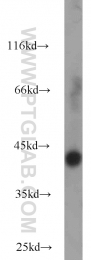 15909-1-AP - Isocitric dehydrogenase alpha / IDH3A