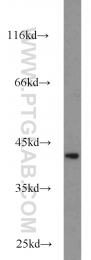 15909-1-AP - Isocitric dehydrogenase alpha / IDH3A