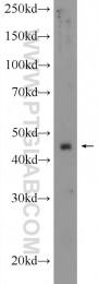 25053-1-AP - IDO2 / INDOL1