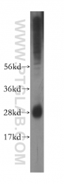11597-1-AP - IFI30 / GILT