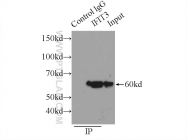 15201-1-AP - IFI60 / IFIT3