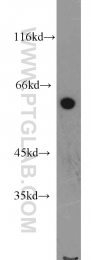 15201-1-AP - IFI60 / IFIT3