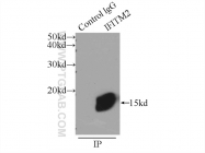 12769-1-AP - IFITM2