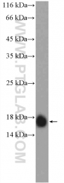 12769-1-AP - IFITM2