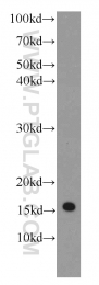 66137-1-Ig - IFITM2