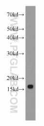 66137-1-Ig - IFITM2