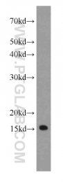66137-1-Ig - IFITM2