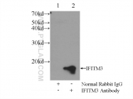 11714-1-AP - IFITM3