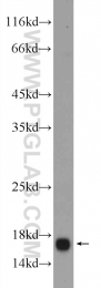 11714-1-AP - IFITM3