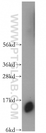 11714-1-AP - IFITM3