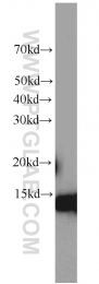 66081-1-Ig - IFITM3
