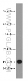 66162-1-Ig - IFNA1 / Interferon-alpha 1