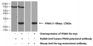 24811-1-AP - IFNA6 / Interferon alpha-6